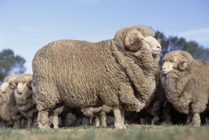 La laine mérinos bébé : guide pratique pour bébé